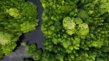 Filipinler 'de gün batımında bir adada canlı yeşil mangrovların ve kristal berrak suyun 4K Hava Aracı videosu