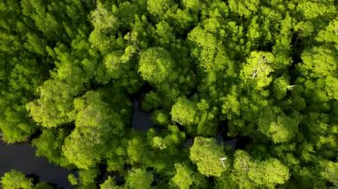 Filipinler 'de gün batımında bir adada canlı yeşil mangrovların ve kristal berrak suyun 4K Hava Aracı videosu