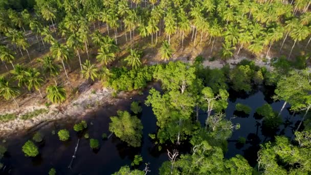 Aerial Drone Video Vívidos Manglares Verdes Aguas Cristalinas Una Isla — Vídeos de Stock