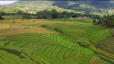 4K Hava Aracı 'nın en güzel yeşil Cadapdapan pirinç teraslarının orta ve küçük yerel evleri ile Bohol Filipinleri' ndeki barakaları gösteren videosu.