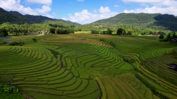 4K空中无人机视频最美丽的生动绿色仙人掌稻田梯田与小山在中小不等的地方房子和棚屋周围在菲律宾伯荷 — 图库视频影像