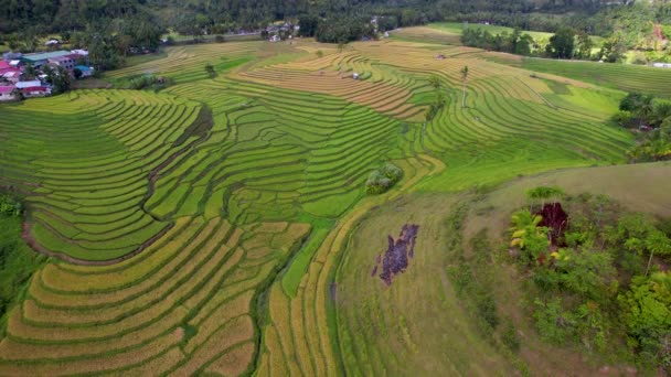 Aerial Drone Video Nejkrásnější Živé Zelené Cadapdjapan Rýžové Terasy Kopcem — Stock video
