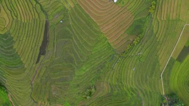 4K Hava Aracı 'nın en güzel yeşil Cadapdapan pirinç teraslarının orta ve küçük yerel evleri ile Bohol Filipinleri' ndeki barakaları gösteren videosu.