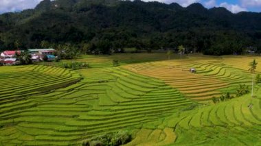 4K Hava Aracı 'nın en güzel yeşil Cadapdapan pirinç teraslarının orta ve küçük yerel evleri ile Bohol Filipinleri' ndeki barakaları gösteren videosu.