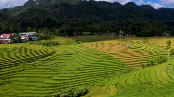 Aerial Drone Video Most Beautiful Vivid Green Cadapdapan Rice Terraces — Stock Video