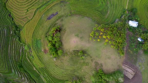 4K空中无人机视频最美丽的生动绿色仙人掌稻田梯田与小山在中小不等的地方房子和棚屋周围在菲律宾伯荷 — 图库视频影像