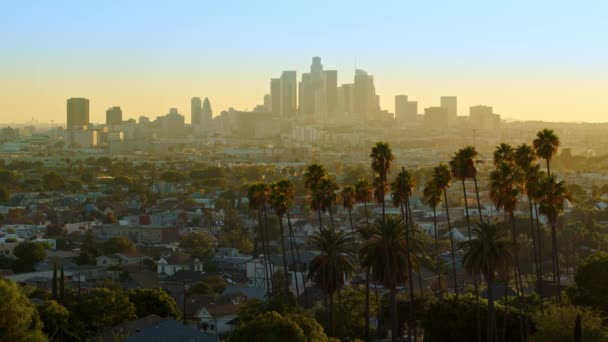 Видео Центра Лос Анджелеса Пушистые Ладони Раскачивающиеся Ветру Город Полон — стоковое видео