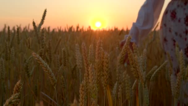 太阳落山的时候 有4K镜头的女人穿过夏天的麦田 女孩用手触摸着金黄色成熟小麦的青草 乌克兰小麦 好收成 慢慢朝太阳走去 — 图库视频影像