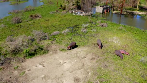 アフリカ国立公園で晴れた日にカバの家族 ナイバシャ湖保護区の海岸で 緑の風景の中に休憩時間 大きなカバは茂みの中を飛び回って水に飛び込んでいます Hd映像 — ストック動画