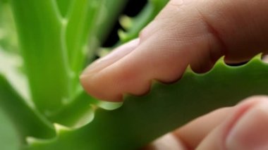 4k yakın çekim, kadın parmakları ayrılmadan önce aloe filizi tutuyor. Sulu yeşil aloe yaprağı, makro
