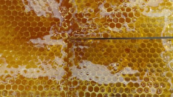 벌집을 자르는 클로즈업 황금색 신선한 부드러운 잠겨있다 맛있는 건강한 종류의 — 비디오