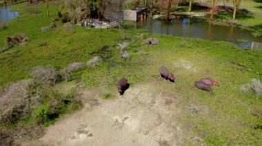 Hava aracı görüntüleri. Afrika Ulusal Parkı 'nda güneşli bir günde su aygırları ailesi. Naivasha Gölü kıyısında. Yeşil manzaranın üzerinde dinleniyor. Büyük vahşi hayvanlar. HD görüntüler
