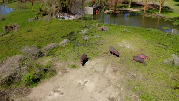 空中ドローンの映像 アフリカの国立公園で晴れた日のヒッポスの家族 ナヴァシャ湖保護区の海岸に 緑の風景に残っている 大きな野生動物たち Hd映像について — ストック動画