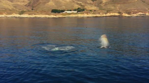 Аэросъемка Горбатых Китов Плещущихся Воде Фоне Побережья Биг Сур Калифорния — стоковое видео