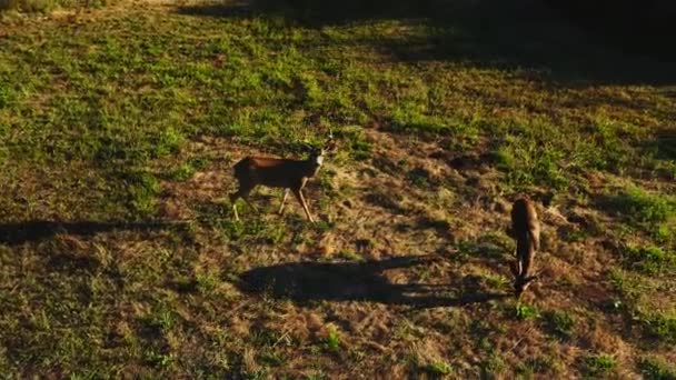 Aerial Footage Pair Deer Female Male Graze Green Lawn Rays — Stock Video