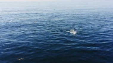 Pasifik Okyanusu 'nun mavi sularında eğlenen iki kambur balina görüntüsü. Magnezik vahşi hayvanlar çevrelerinde oynaşıyorlar. Güneşli bir günde güzel bir sahne. Big Sur, California, ABD