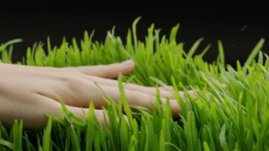 Beyaz bir kadının temiz, doğal bir manikürle taze yeşil çimenler üzerinde süzüldüğünü gösteren 4k yakın çekim. Genç tarlalara yavaşça dokun. 