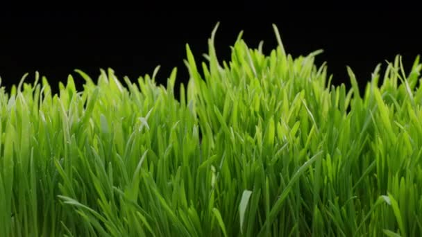 Yeşil Çim Filizlerinin Panorama Görüntüsü Siyah Arka Planda Genç Tarımsal — Stok video