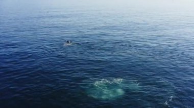 4K hava görüntülerinde kambur balina kuyruğunu Pasifik Okyanusu 'nun mavi suyuna fırlatıyor. Çevresinde hoplayıp zıplayan sihirli vahşi hayvan. Güneşli bir günde güzel bir sahne. Big Sur, California, ABD