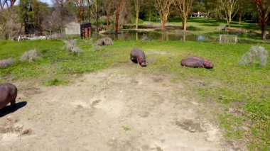 Afrika vahşi hayatının HD hava görüntüleri. Bir su aygırı ailesi yeşil çimlerin üzerinde uzanır ve güneşli bir günde ulusal bir parkta güneşlenirler. Su aygırı bir dron gördüğünde yükselir. Naivasha Gölü kıyısında. Kenya