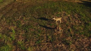 Ventura County 'deki Kaliforniya vahşi hayatının 4K görüntüsü. Bir çift geyik, bir erkek ve bir dişi Casitas Gölü kıyısında batan güneşin ışınlarında yeşil bir çimenlikte otlarlar. Ojai Vadisi. ABD