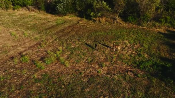 空中映像 鹿のペアでズーム 女性と日没の光の光に立っている男性 光沢のある毛皮を持つ美しい野生動物は静かに草を食べます ベンチュラ郡 カリフォルニア州 アメリカ合衆国 — ストック動画