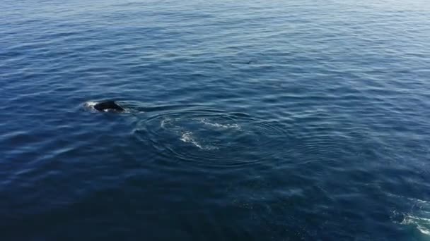 Luchtfoto Prachtige Grote Bultrug Walvis Zwemmen Het Oppervlak Van Blauw — Stockvideo