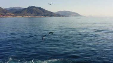 Mavi sulardan Big Sur dağlarına 4k 'lık hava manzarası, birçok kuş ön planda uçarak kameraya yaklaşıyor. Pasifik Okyanusu 'nun sinematik görüntüleri ve Kaliforniya' nın renkli doğası.