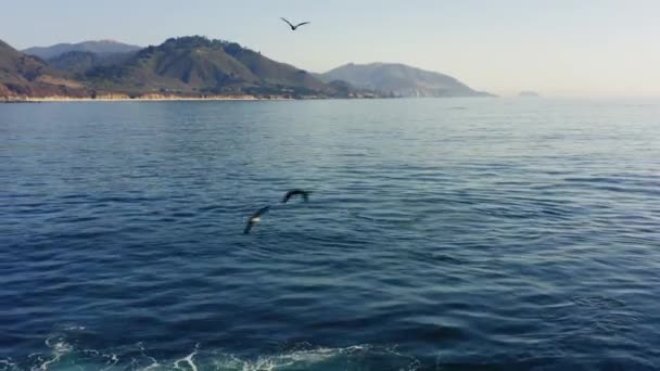 Aerial View Blue Water Big Sur Mountains Many Birds Fly — Stock Video