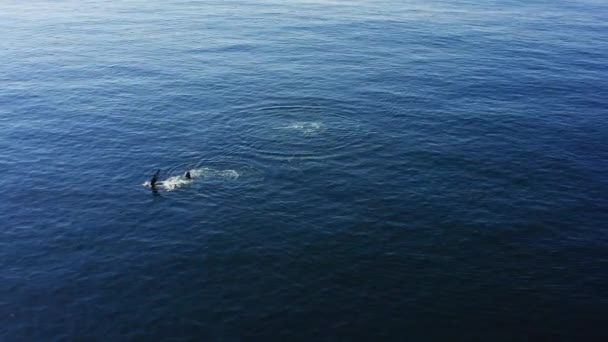 Aerea Due Balene Selvatiche Appaiono Sotto Acqua Blu Scuro Superficie — Video Stock