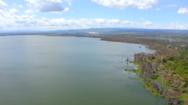 Naivasha Gölü sinematik hava manzaralı. Geniş su yüzeyi, yemyeşil yemyeşil ve dağınık bulutlu berrak mavi bir gökyüzü, Afrika 'nın huzurlu ve manzaralı bir manzarasını sunuyor.