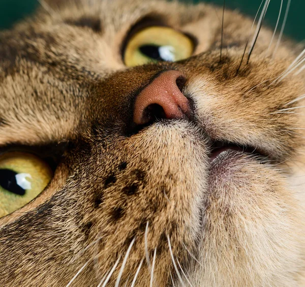 Retrato Gato Gris Escocés Orejas Rectas Adulto Animal Mira Cámara —  Fotos de Stock
