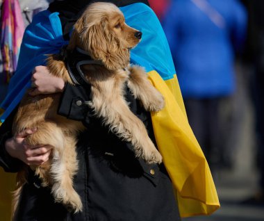 Sokakta köpek cinsi Cocker Spaniel 'i kollarında tutan bir kadın.