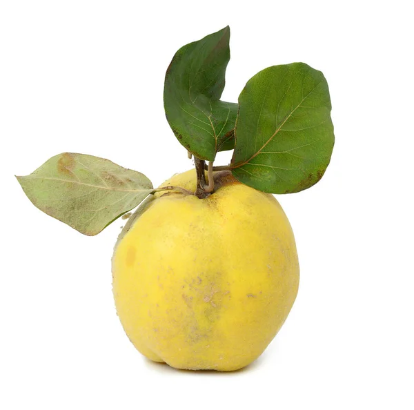 Fruta Marmelo Amarelo Madura Isolada Sobre Fundo Branco — Fotografia de Stock