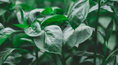 Bahçede yaprakları olan yeşil biber ağaçları.