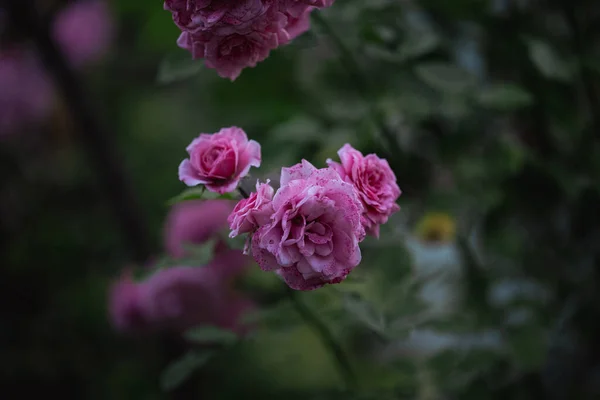 ピンクの花と緑の葉 夏の日で成長するバラの茂み — ストック写真
