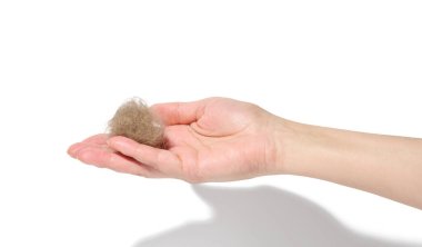 A woman's hand holds a tuft of gray cat hair on a white isolated background clipart