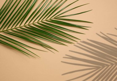 Kahverengi arka planda yeşil palmiye yaprağı. Yukarıdan görüntüle, boşluğu kopyala