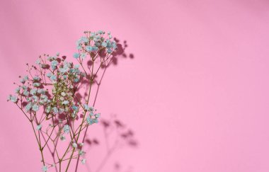 Gypsophilia branch with blue flowers on a pink background, top view. Copy space