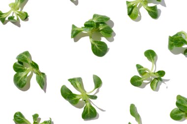 Green leaves of mung bean salad on a white isolated background, healthy salad