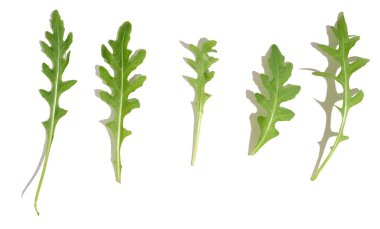 Fresh green leaves of arugula on a white isolated background, top view