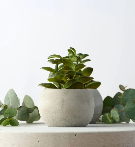 Ceramic pot with plants on a white background, close up