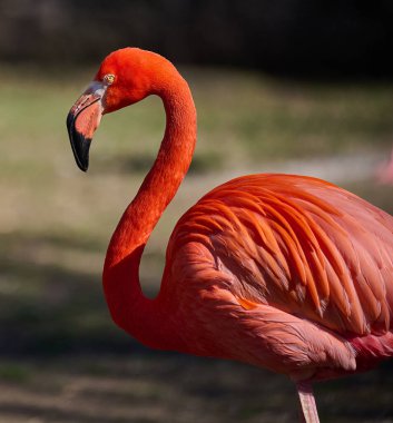 Pembe flamingo doğada duruyor, vahşi kuş.