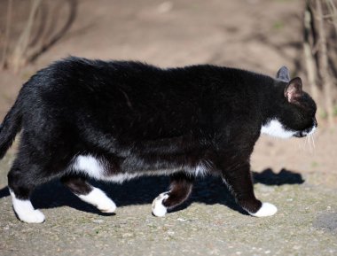 Sokakta yürüyen yetişkin siyah kedi.