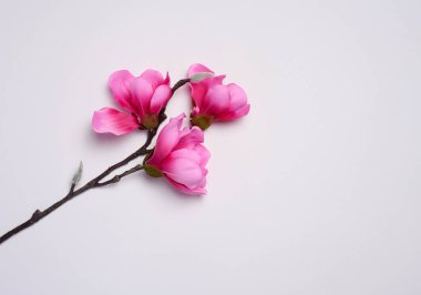 Branch with pink magnolia flowers on a white background, top view