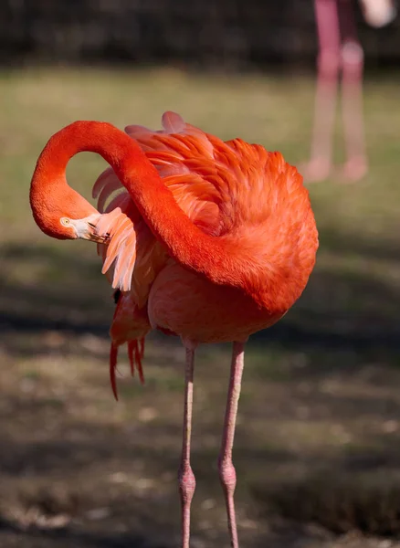 Sebuah Flamingo Merah Muda Membersihkan Bulunya Pada Hari Musim Semi — Stok Foto