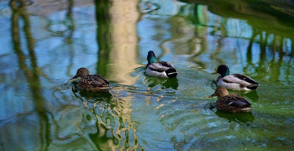 Flock Mallard Ducks Swims Pond Spring Day — Fotografia de Stock