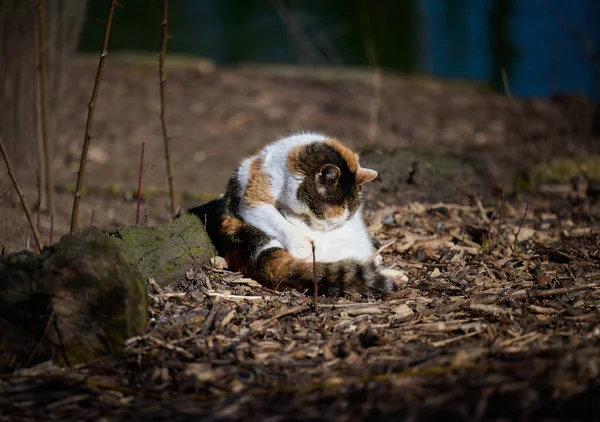 Adult White Cat Resting Nature — Stockfoto