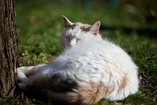 Adult White Cat Resting Nature — Stockfoto