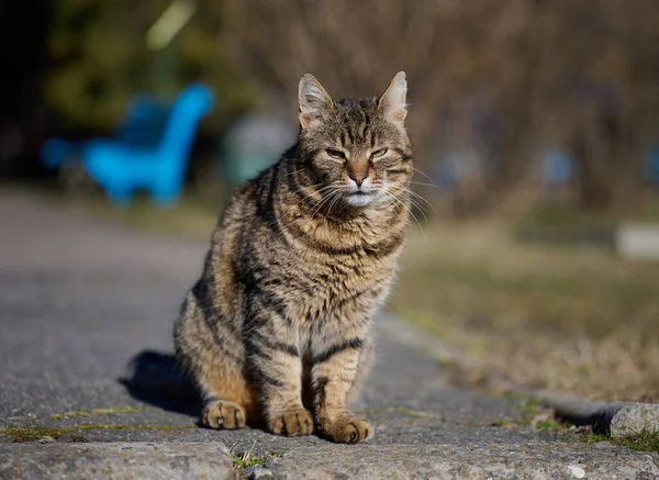 Portrait Adult Gray Street Cat — Stockfoto